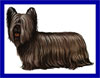 Click here for more detailed Skye Terrier breed information and available puppies, studs dogs, clubs and forums